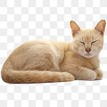 cat sleeping catadorable cat sleeping cats png, Catadorable, Cat Sleeping sleeping cat png image