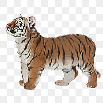 beast tiger hand painted beast northeast tiger ferocious hand painted png, Northeast Tiger, Ferocious beasts png image