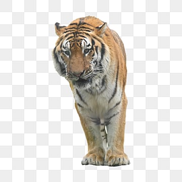 dangerous beasts northeast tiger danger beast of prey mighty png, Danger, Beast Of Prey  photo png