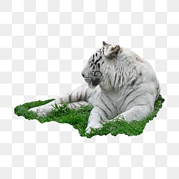 endangered anti animal white tiger endangered carnown siberian tiger png, Endangered, Carnown  photo png