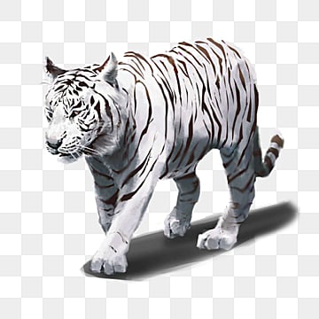 hand painted white tiger beast elements ferocious animal white tiger png, Ferocious, Animal hand painted tiger png picture