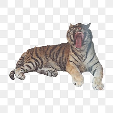 hit the fierce northeast tiger yawn ferocious cats png, Yawn, Ferocious  photo png