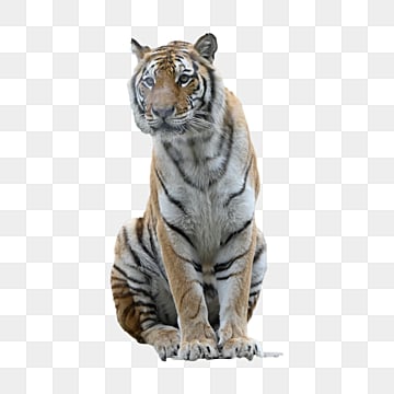 natural predator siberian tiger predator carnivores natural png, Predator, Carnivores  photo png