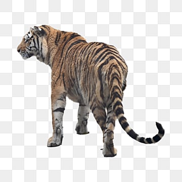 prairie beasts northeast tiger northeast tiger beast of prey grass png, Northeast Tiger, Beast Of Prey  photo png
