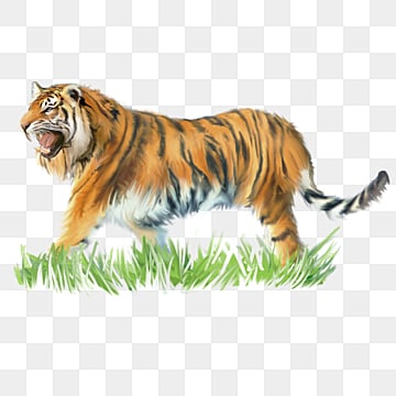 roaring tiger element zoo animals element animal png, Zoo Animals, Element roaring tiger png transparent