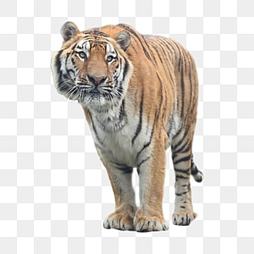 zoo stasted piratory protect the animals lawn zoo png, Protect The Animals, Lawn  photo png