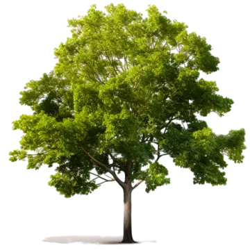 a big tree with green leaf on transparent background genrative ai tree leaf green leaf png, Tree, Leaf, Green Leaf PNG Image and Clipart