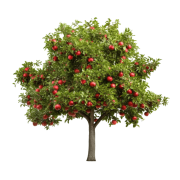 apple tree isolated apple tree fruit png, Apple, Tree, Fruit PNG Image and Clipart