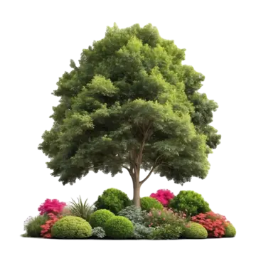 big green tree isolated on white background with clipping path and shadow big green tree isolated on white background with clipping path and shadow isolated png, Big Green Tree Isolated, On White Background With Clipping Path And Shadow, Isolated PNG Image and Clipart