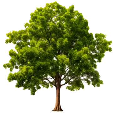 big tree on transparent background ai generative big tree on transparent background ai generative big tree on transparent background big tree png, Big Tree On Transparent Background Ai Generative, Big Tree On Transparent Background, Big Tree PNG Image and Clipart