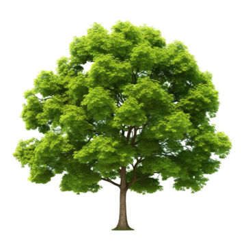 big tree leaf tree wood png, Leaf, Tree, Wood PNG Image and Clipart