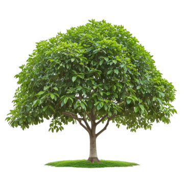 bodhi green leaf tree background beautiful botany png, Background, Beautiful, Botany PNG Image and Clipart