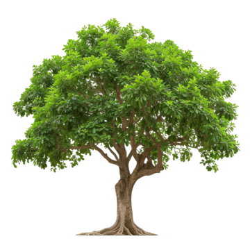 bodhi green leaf tree background beautiful botany png, Background, Beautiful, Botany PNG Image and Clipart