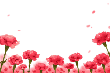 carnation, Flowers, Flower carnations white transparent
