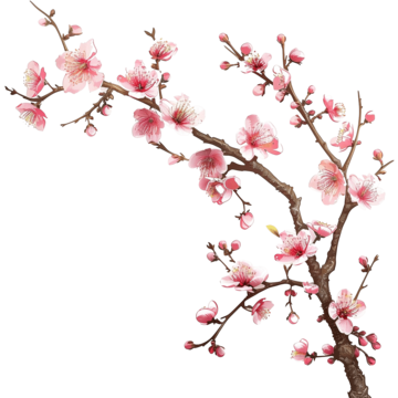 cherry blossom tree branch with blooming flowers tree flower spring png, Tree, Flower, Spring PNG Image and Clipart