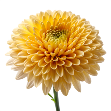 chrysanthemum flower realistic botanical clipart, Chrysanthemum, Flower, Clipart PNG Image and Clipart