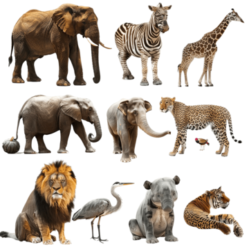 collection of zoo animals with guide adventure animals ape png, Adventure, Animals, Ape PNG Image and Clipart
