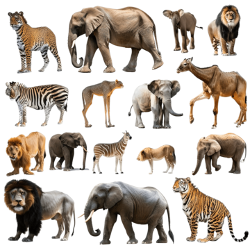 collection of zoo animals with guide adventure animals ape png, Adventure, Animals, Ape PNG Image and Clipart