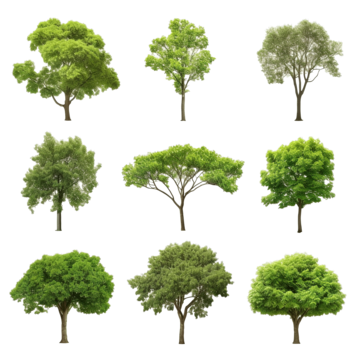 collection tree tree spring isolated png, Tree, Spring, Isolated PNG Image and Clipart