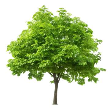 green leaf cherry tree isolated stock photo green leaf cherry png, Green, Leaf, Cherry PNG Image and Clipart