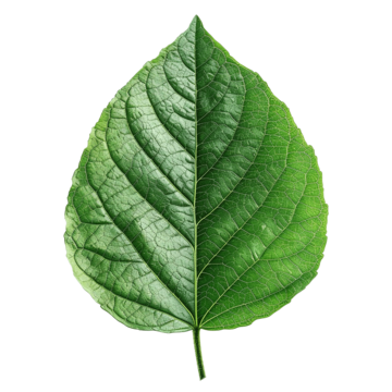green leaf for element green fresh background png, Green, Fresh, Background PNG Image and Clipart