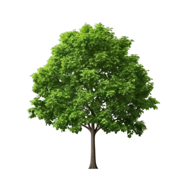 green tree isolated for decorative agriculture bonsai botany png, Agriculture, Bonsai, Botany PNG Image and Clipart