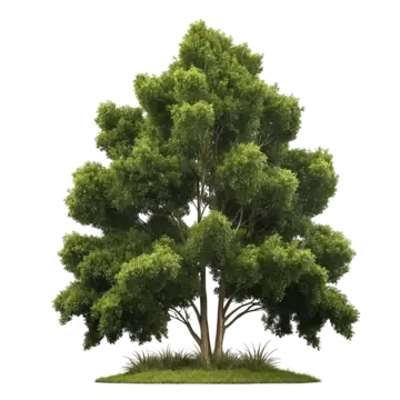 green tree isolated on white background 3d illustration clipping path green tree isolated on white background 3d illustration clipping path isolated png, Green Tree Isolated On White Background, 3d Illustration Clipping Path, Isolated PNG Image and Clipart