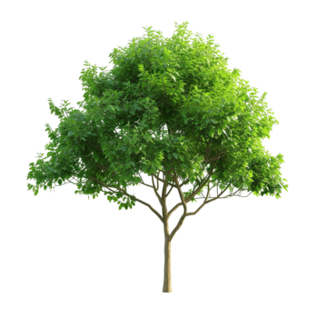 green tree plant forest tree evergreen forest png, Tree, Evergreen, Forest PNG Image and Clipart