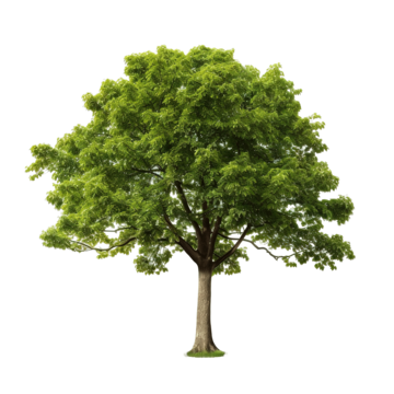 green tree png free photo tree png clipping png, Tree, Png, Clipping PNG Image and Clipart
