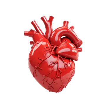 heartfelt optimism the 3d hopeful heart hopeful 3d heart png, Hopeful, 3d, Heart PNG Image and Clipart