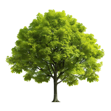 majestic spring tree and leaves tree spring green png, Tree, Spring, Green PNG Image and Clipart