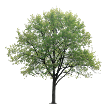 majestic spring tree and leaves tree spring green png, Tree, Spring, Green PNG Image and Clipart