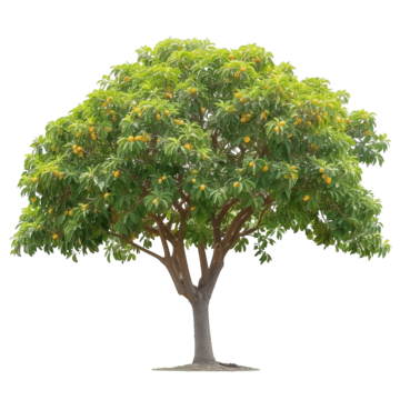 nice beautiful mango tree mango tree yellow png, Mango, Tree, Yellow PNG Image and Clipart
