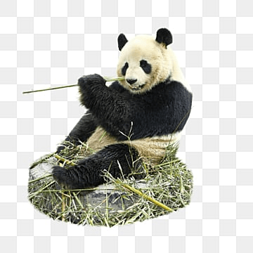 panda bamboo cute animal black panda bamboo cute png, Panda, Bamboo  photo png
