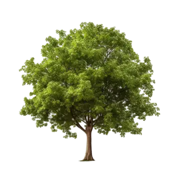 pear tree with pears isolated on white background 3d rendering vibrant succulent agriculture png, Vibrant, Succulent, Agriculture PNG Image and Clipart