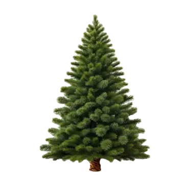 pine tree pine tree pine tree img pine tree jungle png, Pine Tree, Pine Tree Img, Pine Tree Jungle PNG Image and Clipart