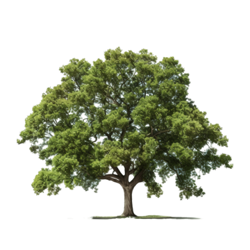 simple oak tree tree line simple png, Tree, Line, Simple PNG Image and Clipart