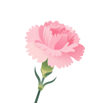 single branch pink carnation simple picture mothers day holiday poster, Carnation, Mothers Day, Pure Love PNG Image and Clipart