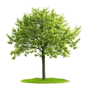 spring tree in fresh green nature renewal tree spring green png, Tree, Spring, Green PNG Image and Clipart