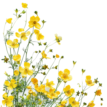 summer scenery yellow flowers in the garden summer scenery flower png, Summer, Scenery, Flower PNG Image and Clipart