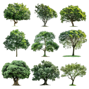 tree isolated species set nature summer color png, Nature, Summer, Color PNG Image and Clipart