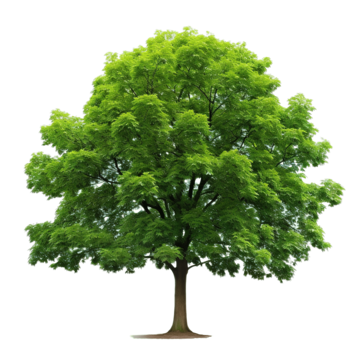 tree tree leaf plant png, Tree, Leaf, Plant PNG Image and Clipart