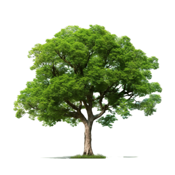 tree png with ai generated stem growth outdoors png, Stem, Growth, Outdoors PNG Image and Clipart