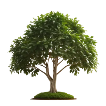 tree with a white background tree with a white background tree png, Tree With, A White Background, Tree PNG Image and Clipart