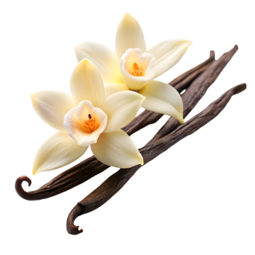 vanilla flowers vanilla flowers fragrance png, Vanilla, Flowers, Fragrance PNG Image and Clipart