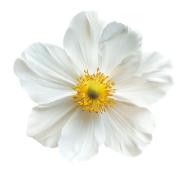 white flower arrangement isolated on background white flower flower arrangement isolated png, White Flower, Flower Arrangement, Isolated PNG Image and Clipart